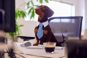 dog looking at a computer screen